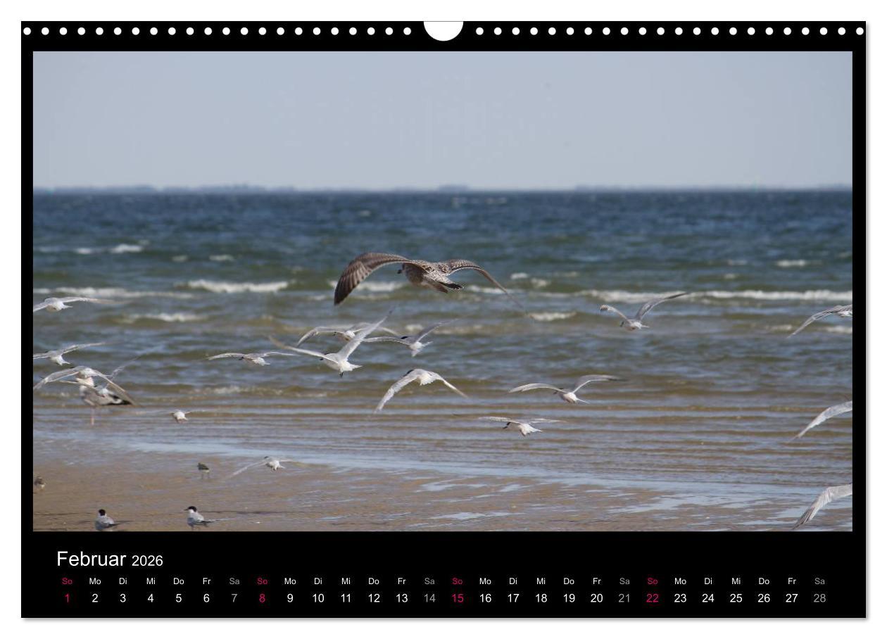Beispielinhalt (Bild) Texel, eine Perle Hollands (Wandkalender 2026 DIN A3 quer), CALVENDO Monatskalender