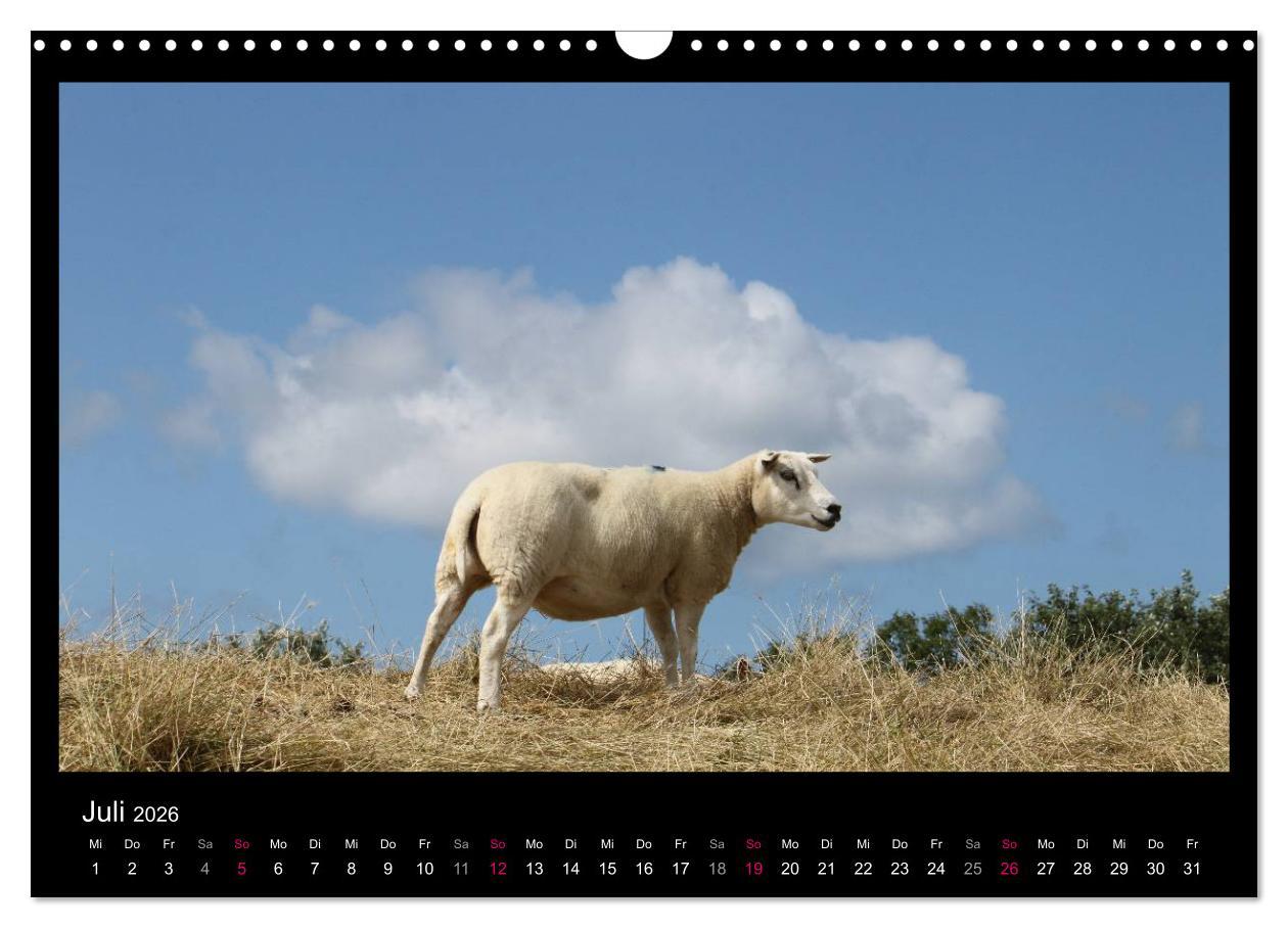 Beispielinhalt (Bild) Texel, eine Perle Hollands (Wandkalender 2026 DIN A3 quer), CALVENDO Monatskalender