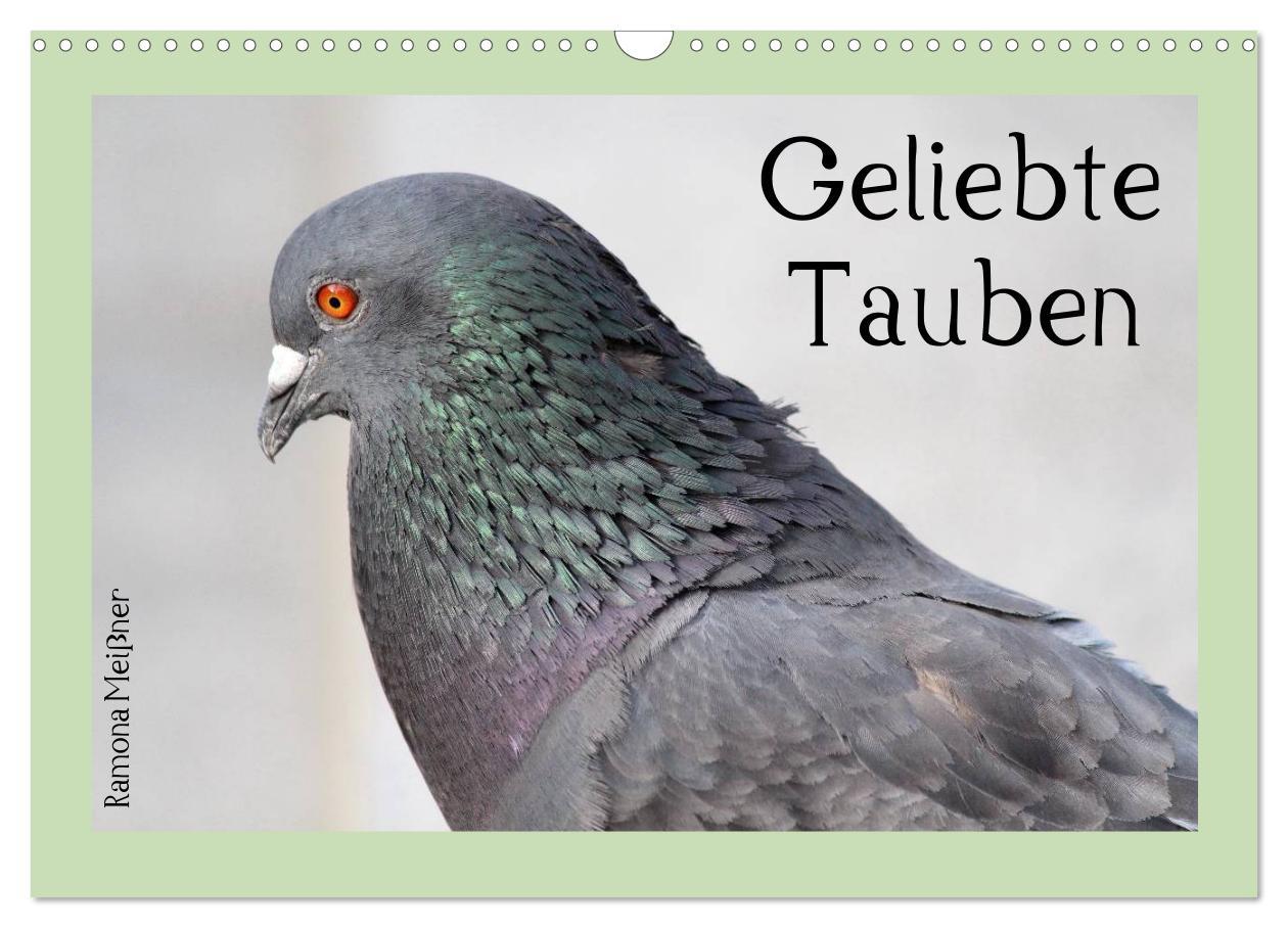 Vorderes Coverbild Geliebte Tauben (Wandkalender 2026 DIN A3 quer), CALVENDO Monatskalender