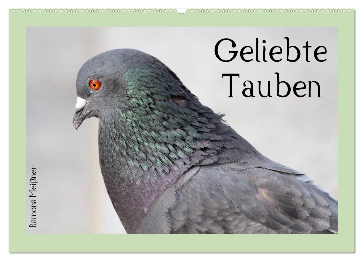 Vorderes Coverbild Geliebte Tauben (Wandkalender 2026 DIN A2 quer), CALVENDO Monatskalender