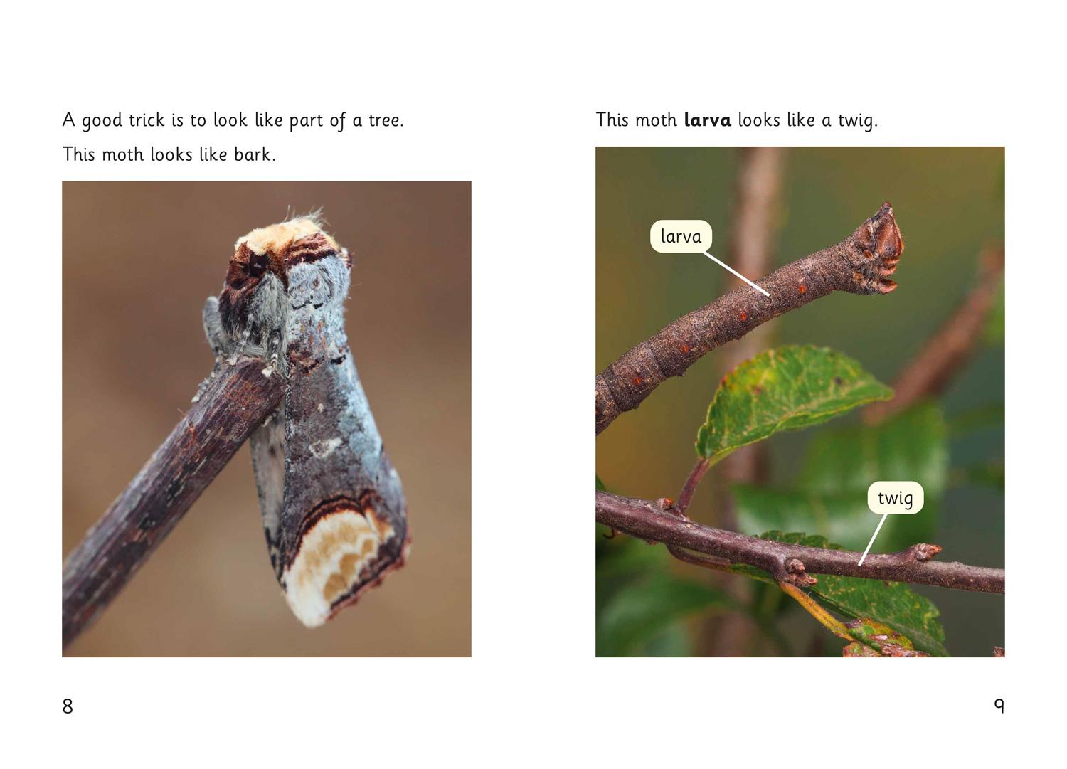 Beispielinhalt (Bild) Hidden Bugs