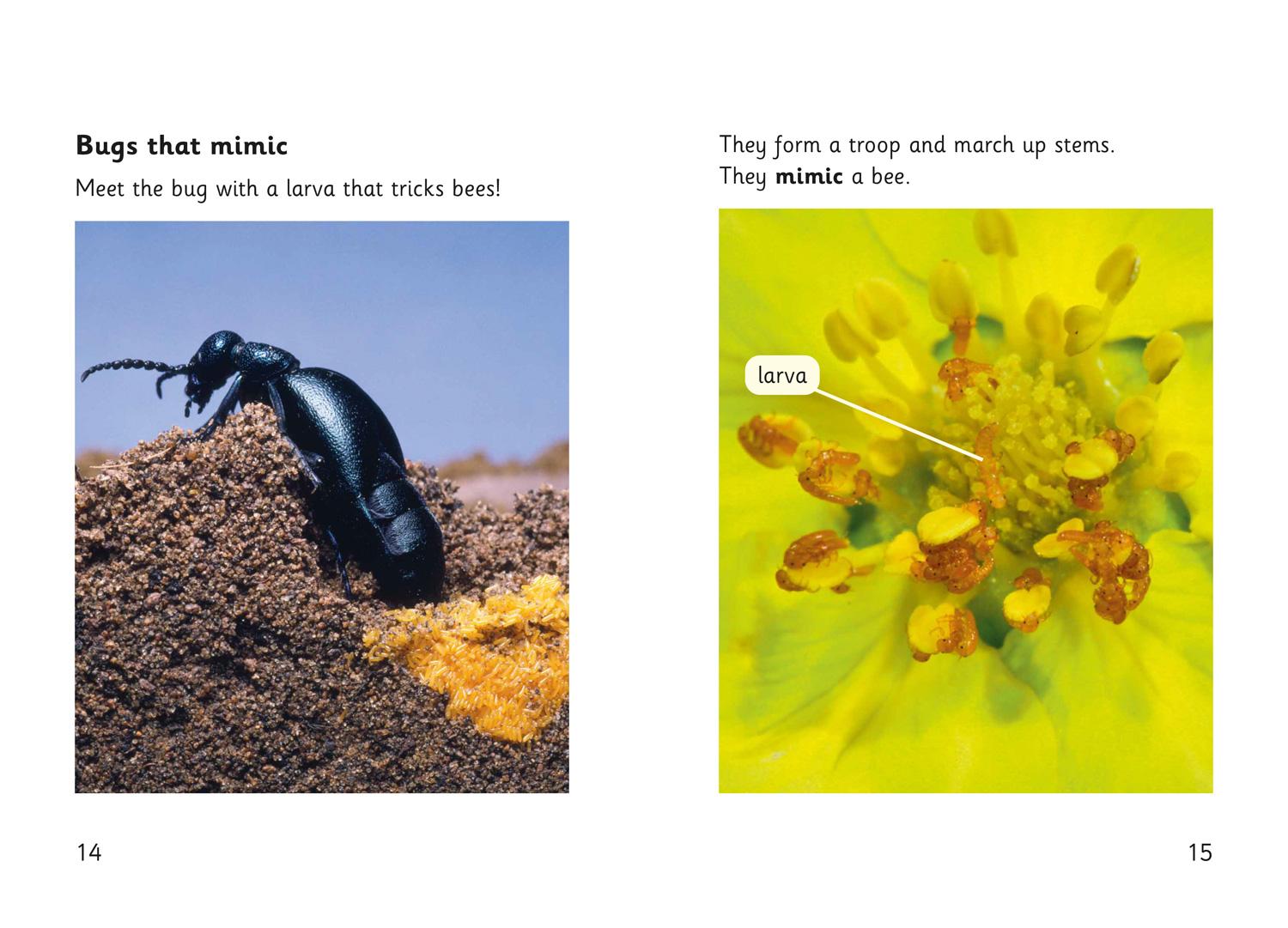 Beispielinhalt (Bild) Hidden Bugs