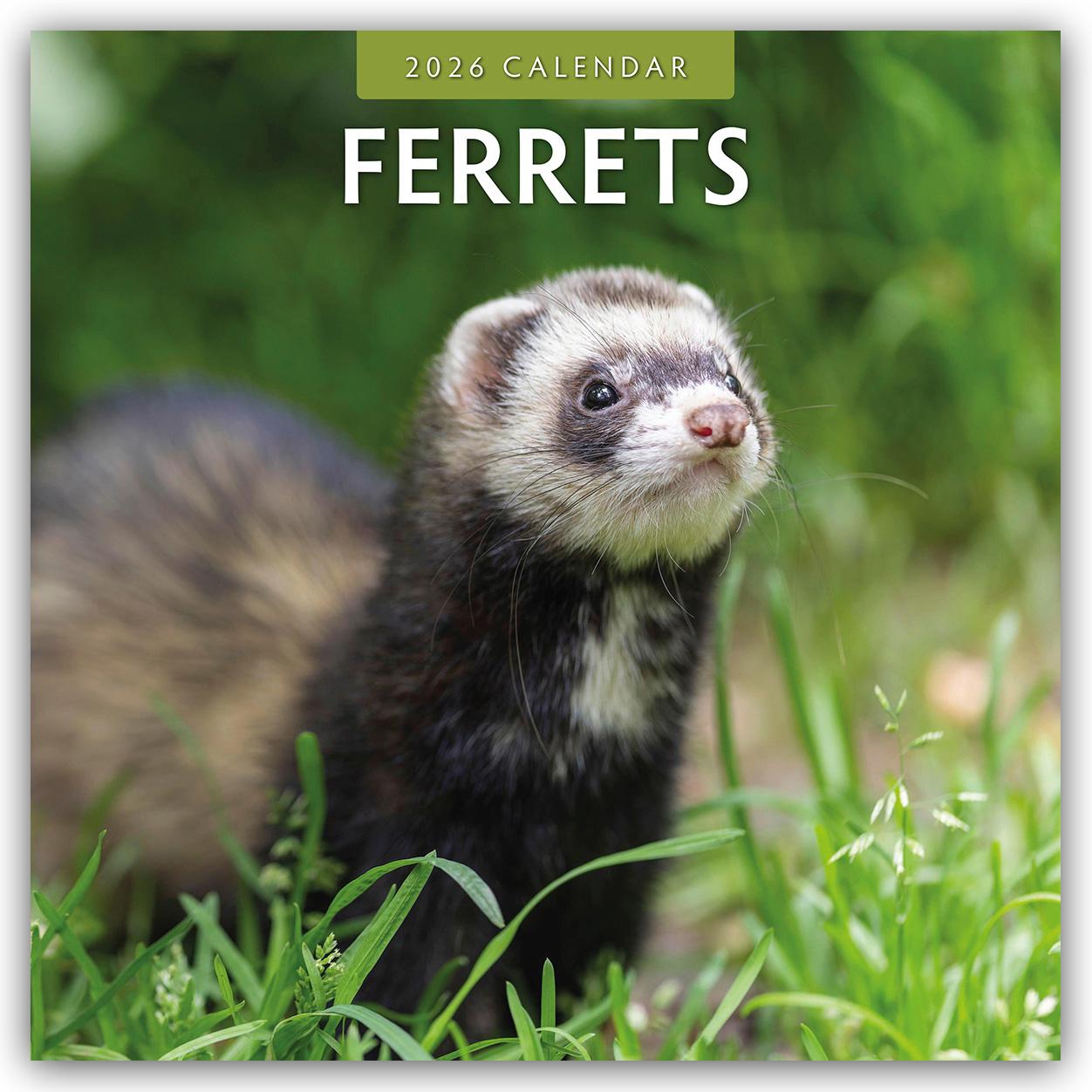 Vorderes Coverbild Ferrets - Frettchen 2026 - 16-Monatskalender