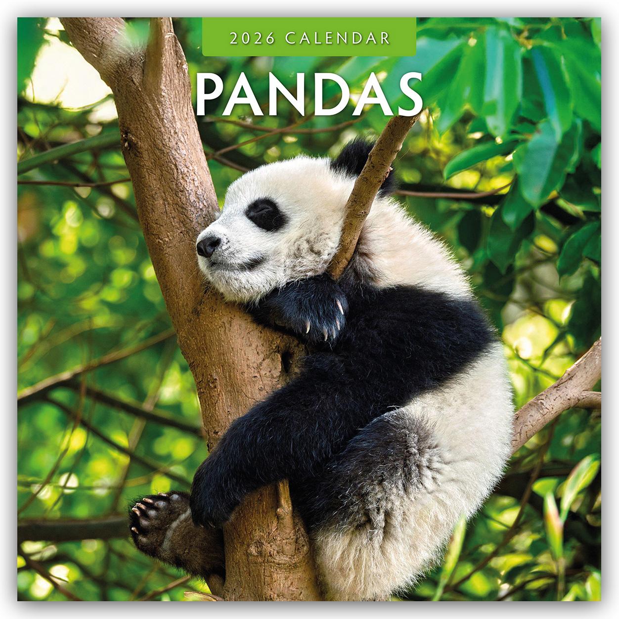Vorderes Coverbild Pandas 2026 Square Wall Calendar