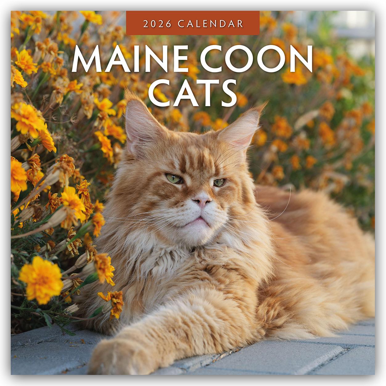 Vorderes Coverbild Maine Coon Cats - Maine Coon Katzen 2026 - 16-Monatskalender