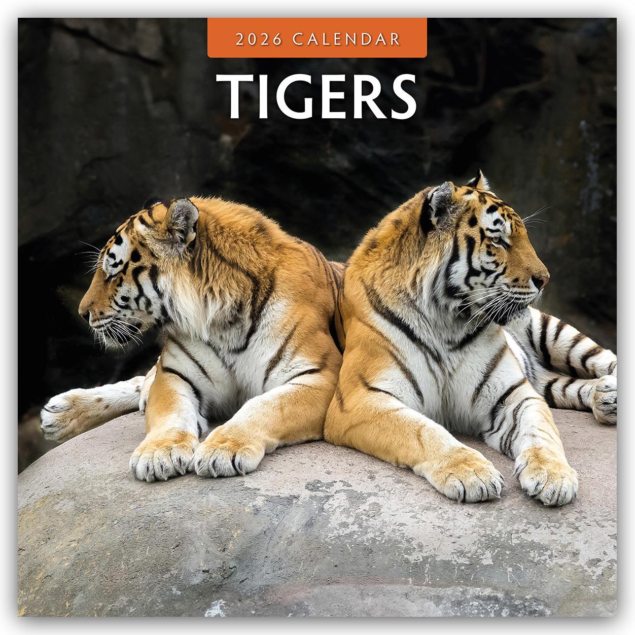 Vorderes Coverbild Tigers - Tiger 2026 - 16-Monatskalender