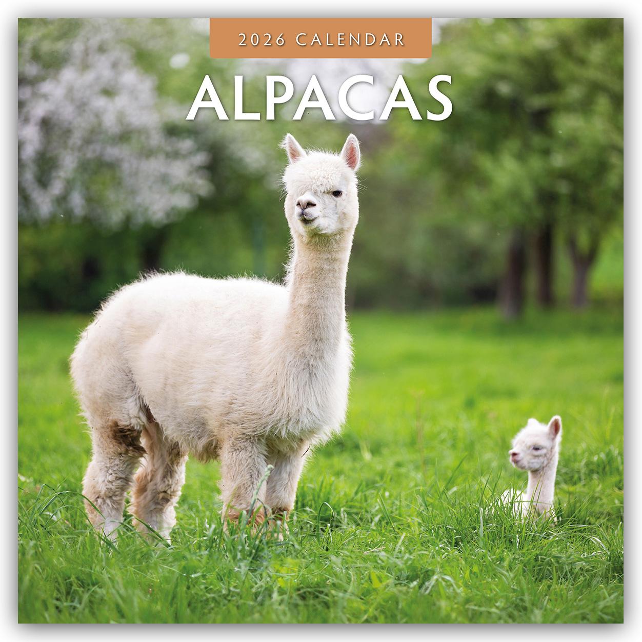 Vorderes Coverbild Alpacas - Alpakas 2026 - 16-Monatskalender