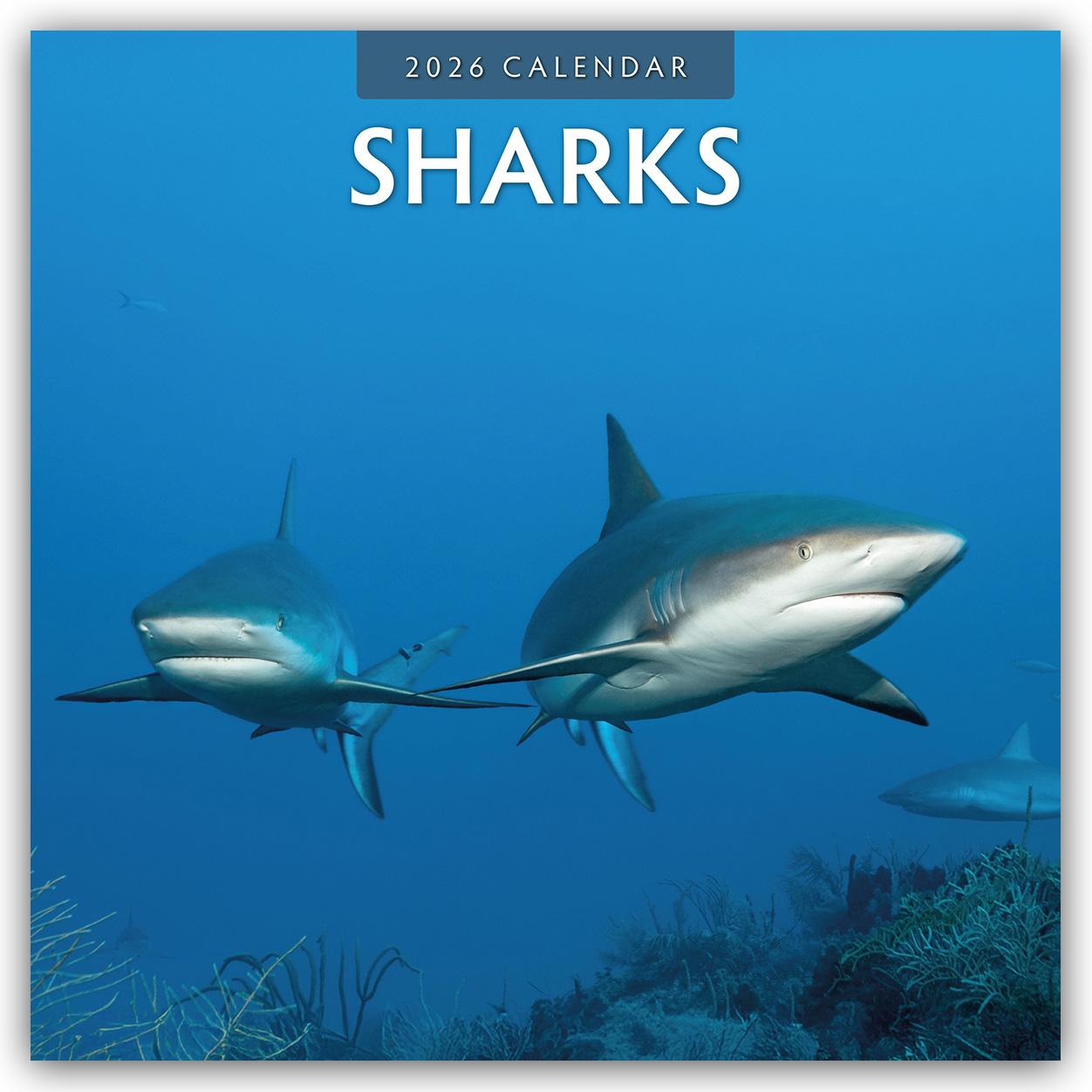 Vorderes Coverbild Sharks - Haie 2026 - 16-Monatskalender