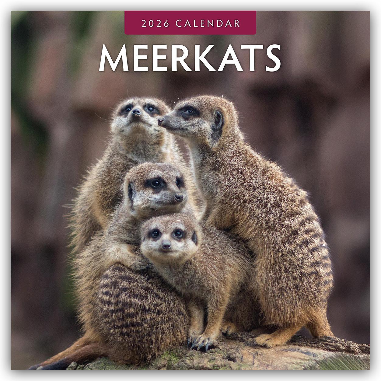 Vorderes Coverbild Meerkats 2026 Square Wall Calendar