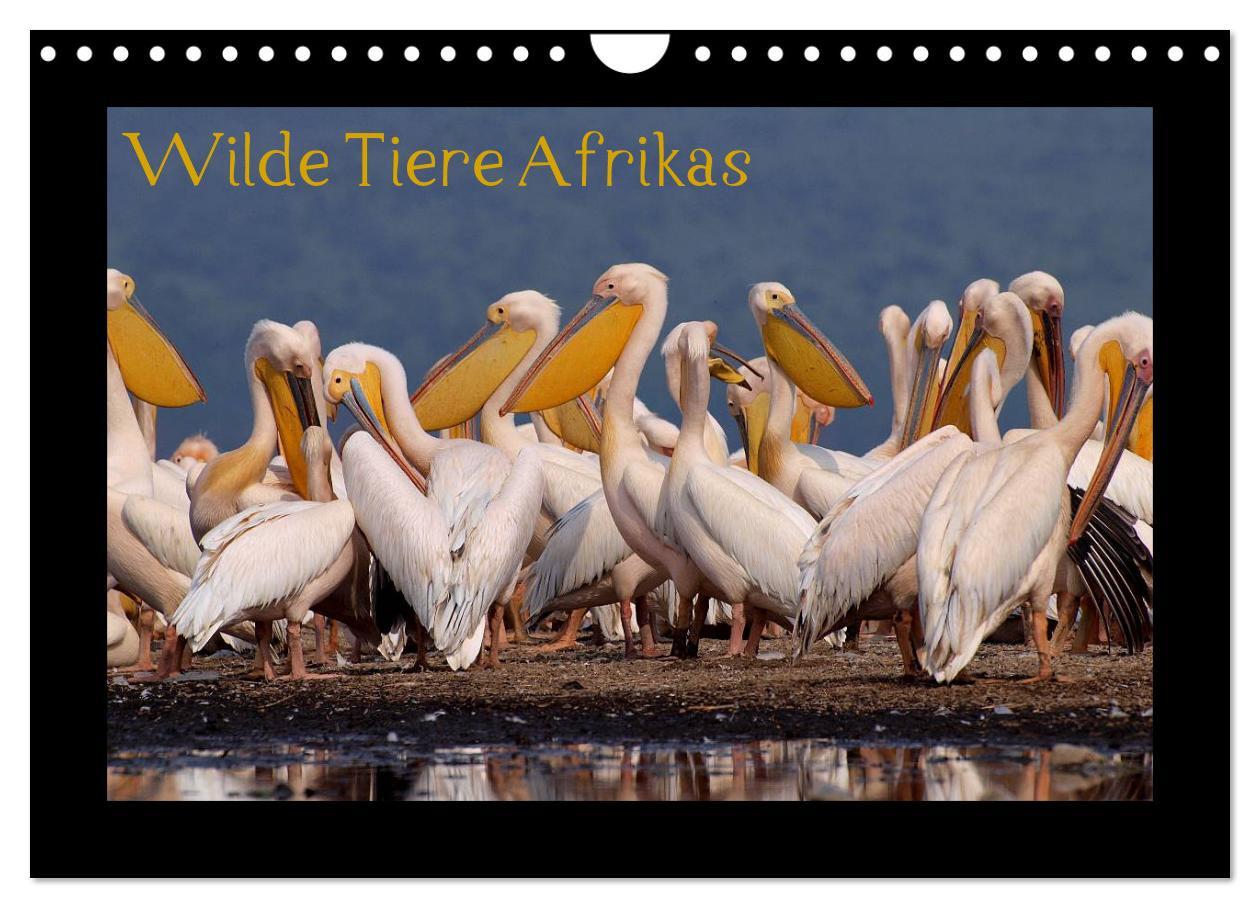 Vorderes Coverbild Wilde Tiere Afrikas (Wandkalender 2026 DIN A4 quer), CALVENDO Monatskalender