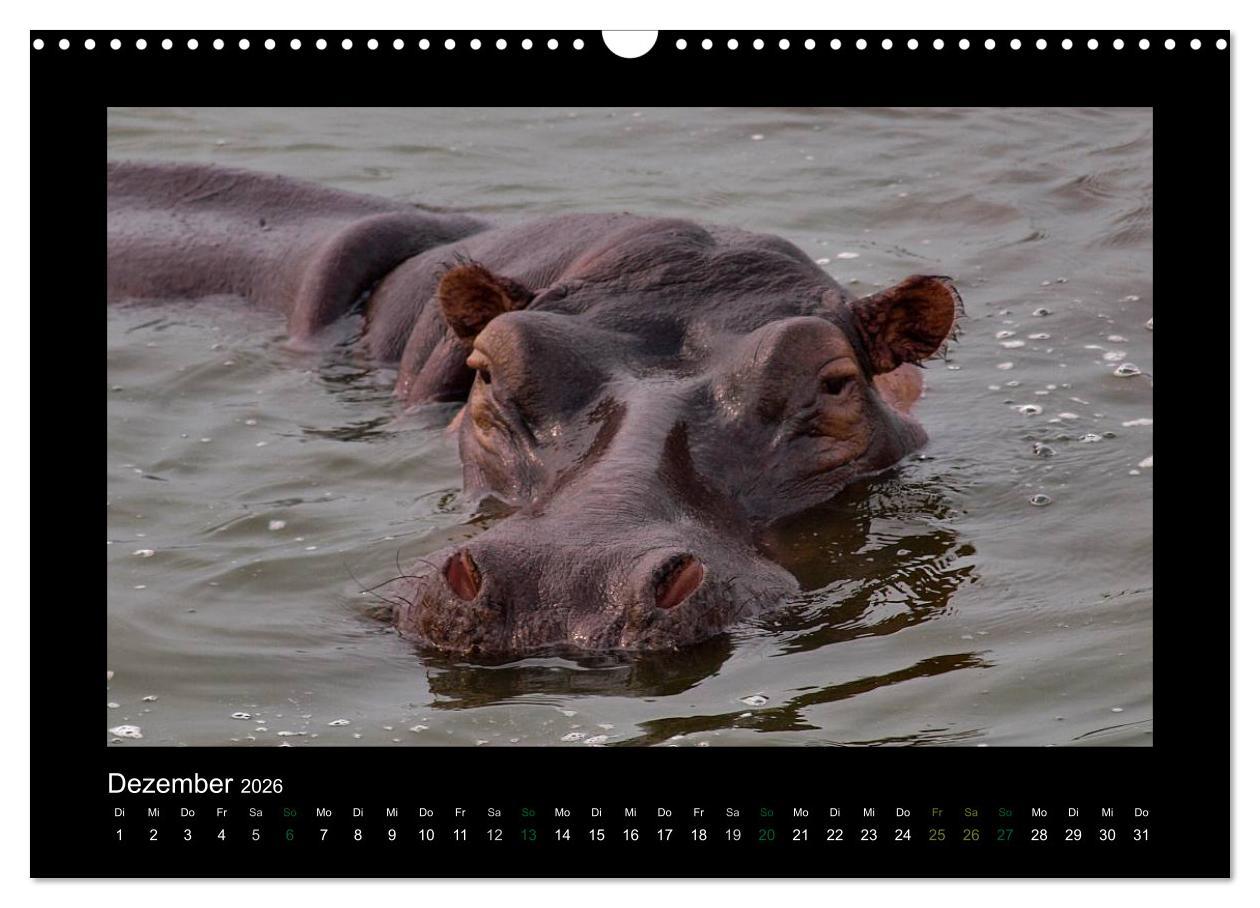 Beispielinhalt (Bild) Wilde Tiere Afrikas (Wandkalender 2026 DIN A3 quer), CALVENDO Monatskalender