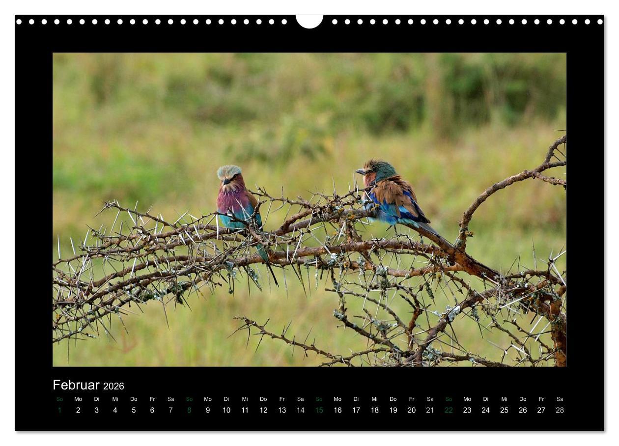 Beispielinhalt (Bild) Wilde Tiere Afrikas (Wandkalender 2026 DIN A3 quer), CALVENDO Monatskalender