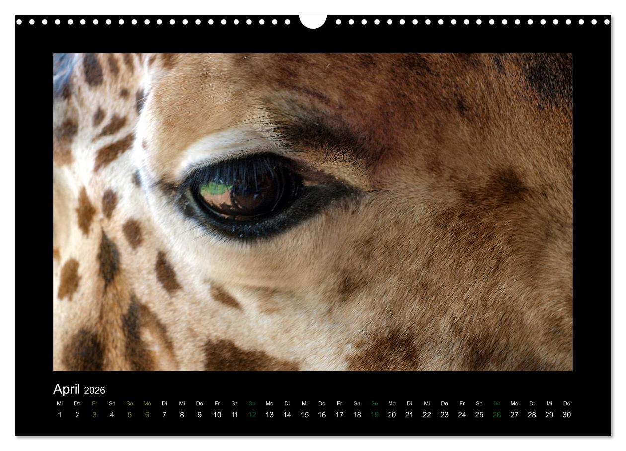 Beispielinhalt (Bild) Wilde Tiere Afrikas (Wandkalender 2026 DIN A3 quer), CALVENDO Monatskalender