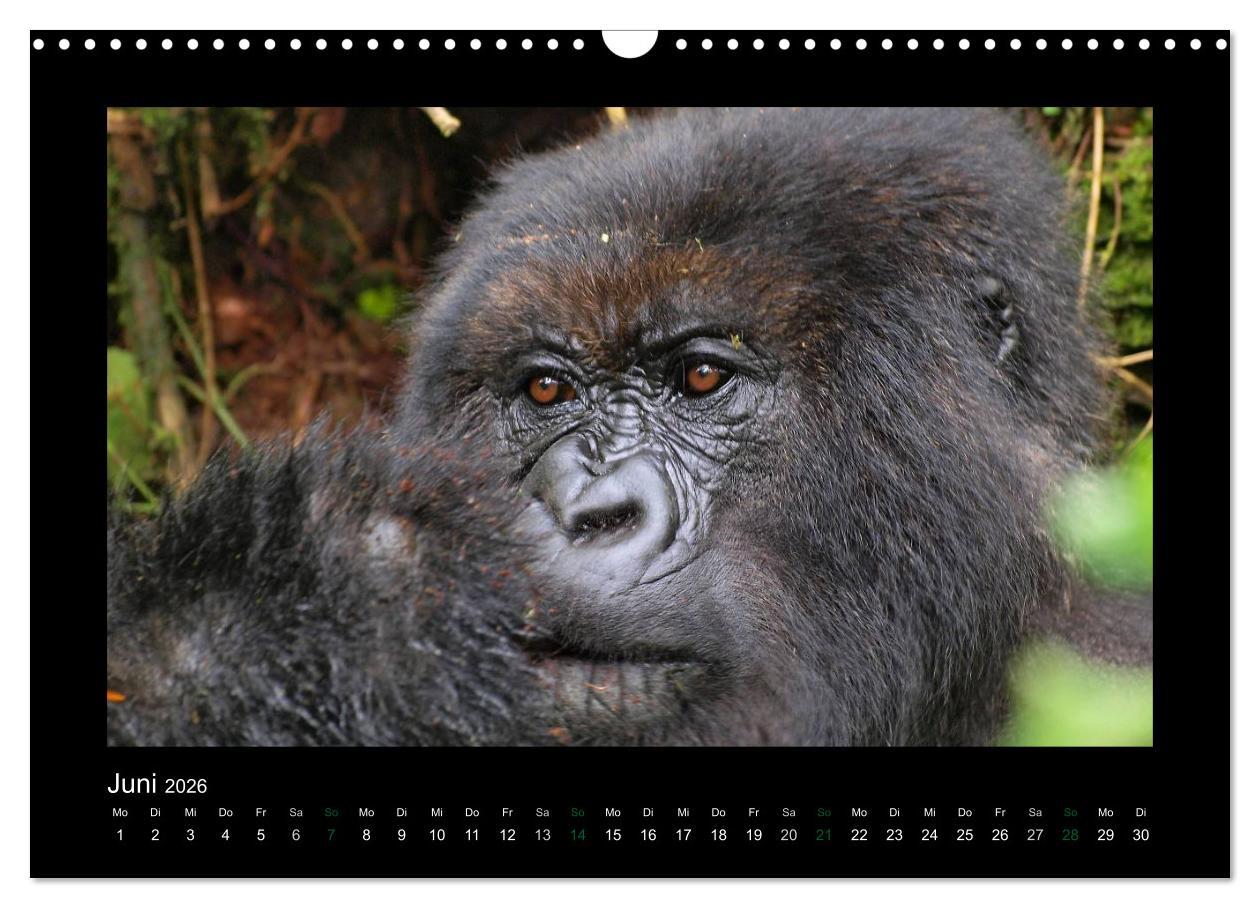 Beispielinhalt (Bild) Wilde Tiere Afrikas (Wandkalender 2026 DIN A3 quer), CALVENDO Monatskalender