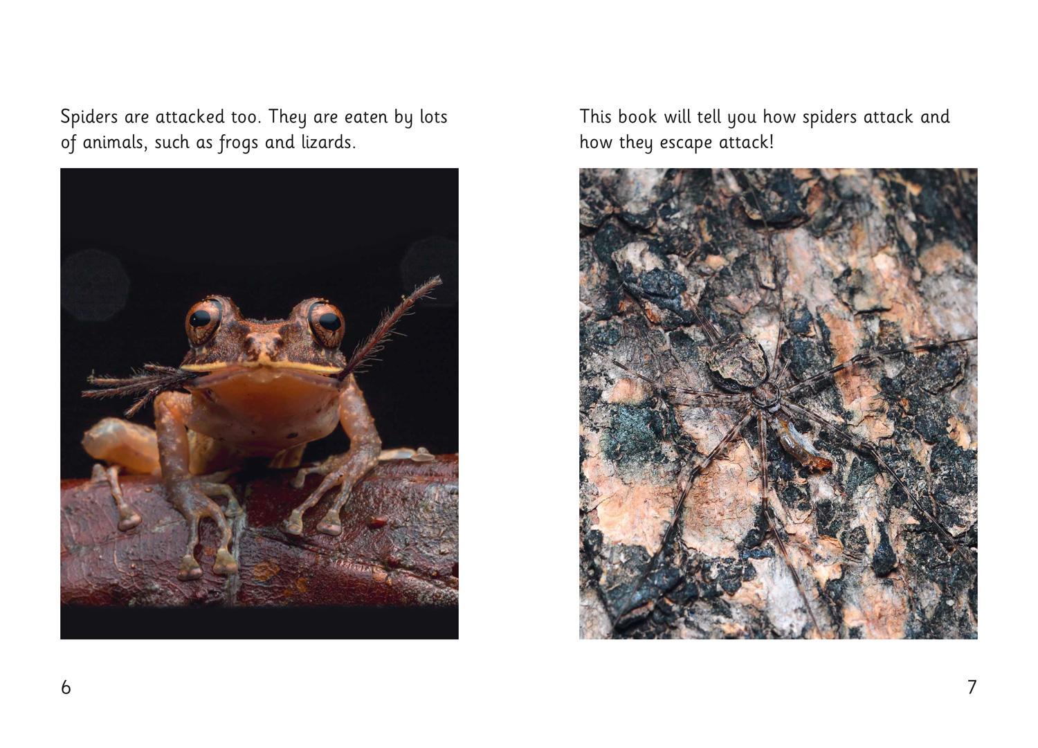 Beispielinhalt (Bild) Spider Strike!