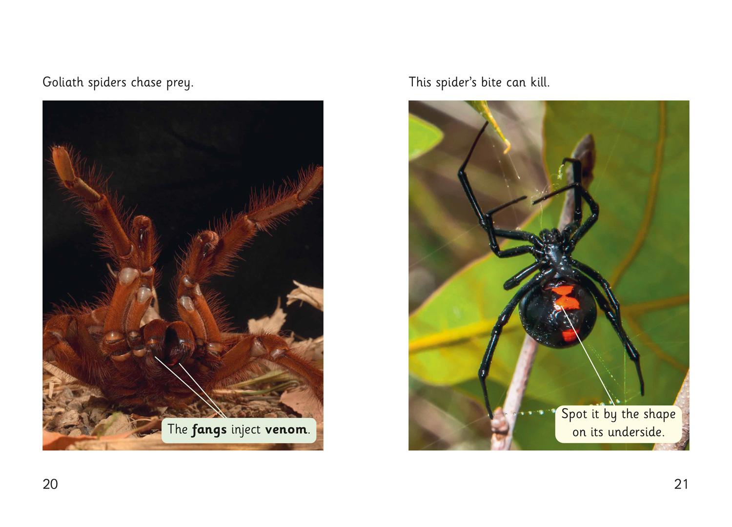 Beispielinhalt (Bild) Spider Strike!