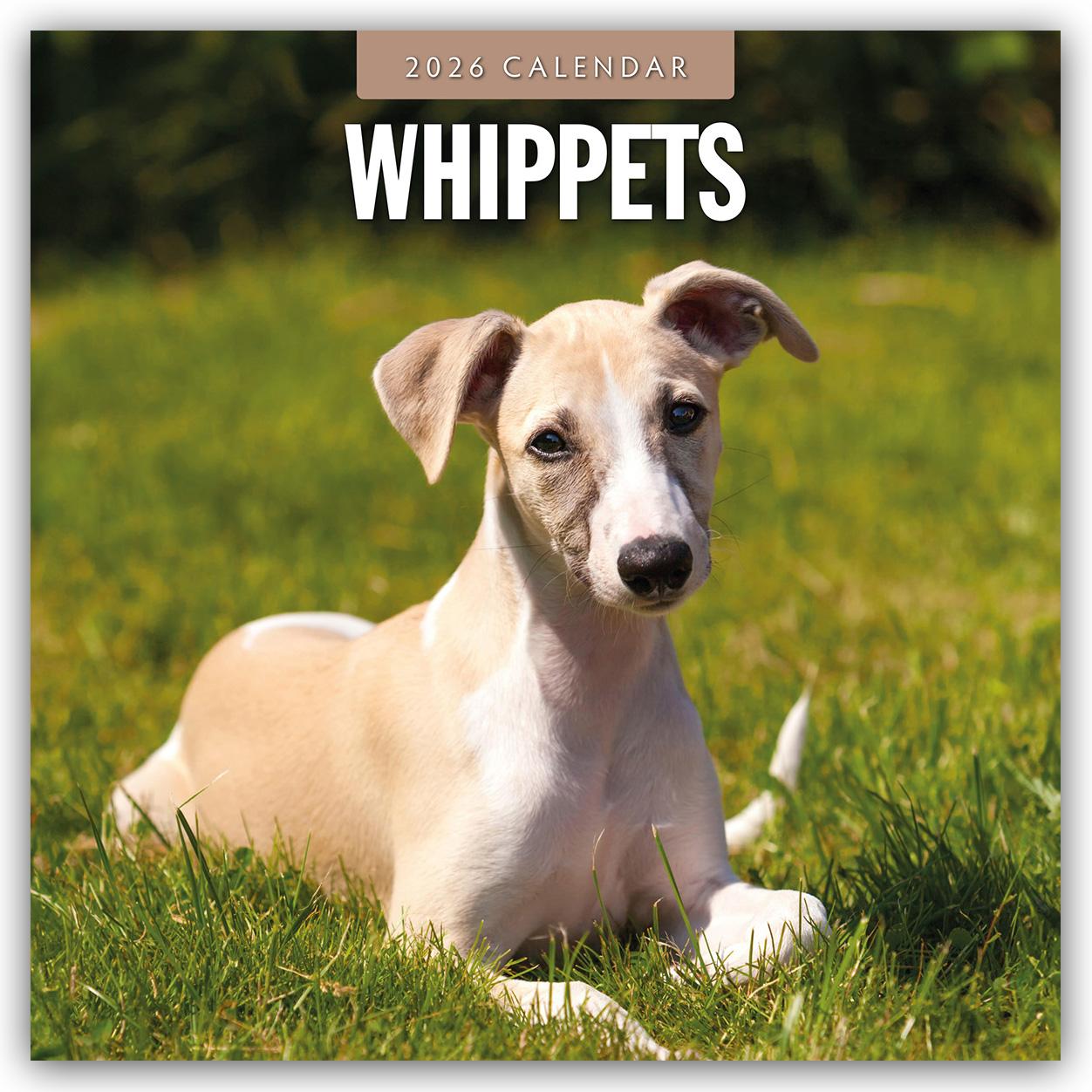Vorderes Coverbild Whippets - Whippet 2026 - 16-Monatskalender