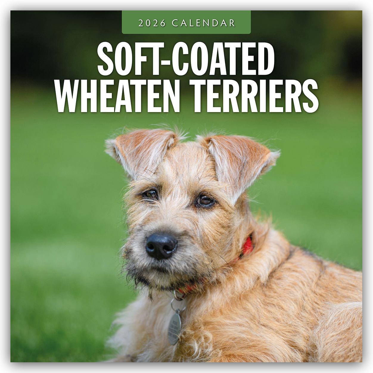 Vorderes Coverbild Soft-Coated Wheaten Terriers - Soft-Coated Wheaten Terrier 2026 - 16-Monatskalender