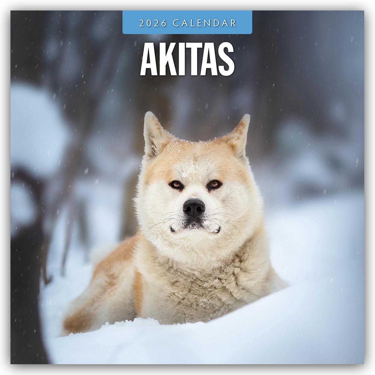 Vorderes Coverbild Akitas 2026 Square Wall Calendar