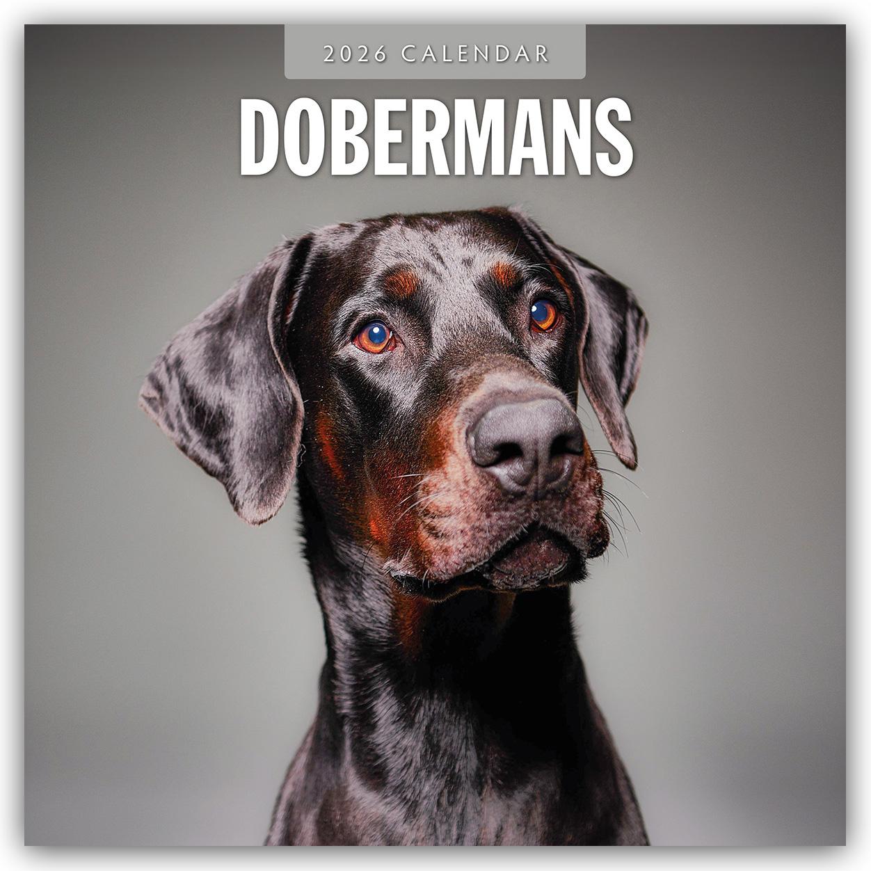Vorderes Coverbild Dobermans 2026 Square Wall Calendar