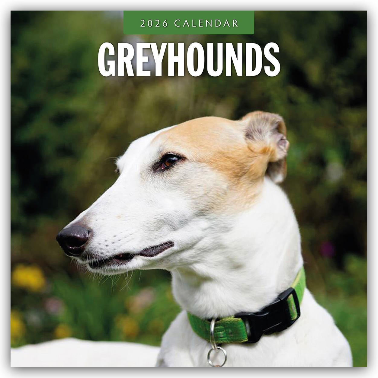 Vorderes Coverbild Greyhound - Windhund 2026 - 16-Monatskalender