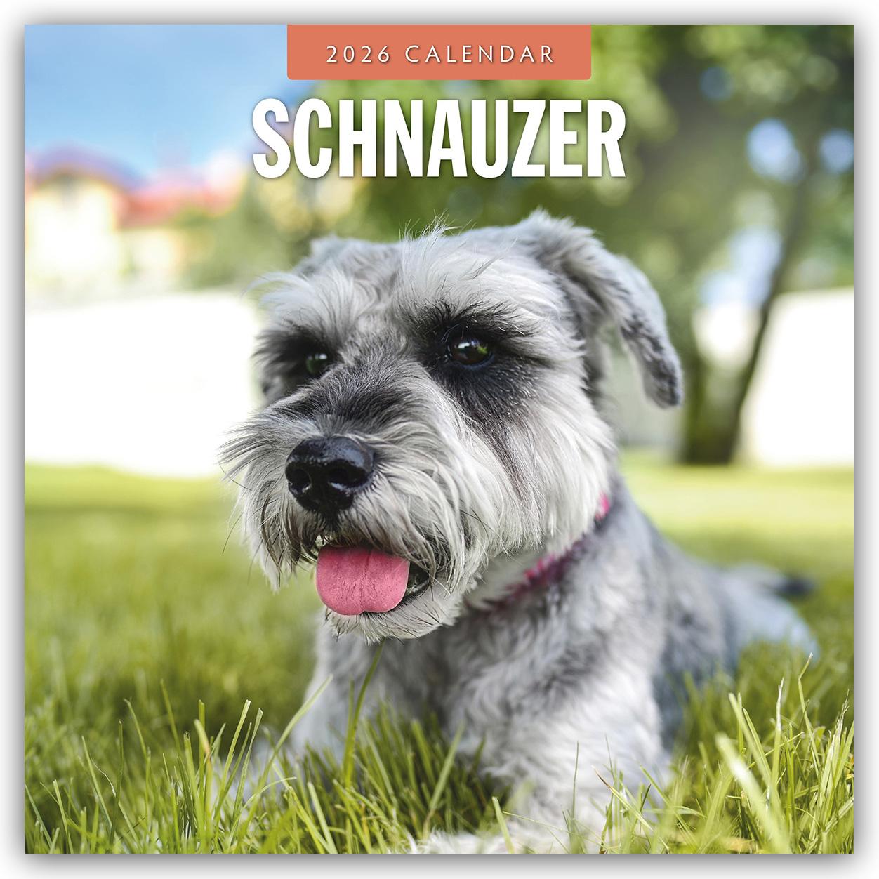 Vorderes Coverbild Schnauzer 2026 - 16-Monatskalender