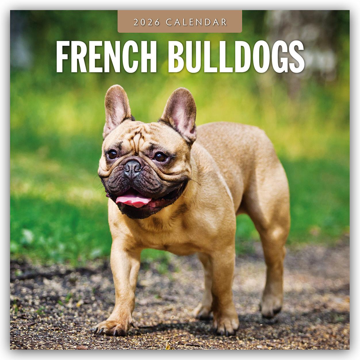 Vorderes Coverbild French Bulldogs 2026 Square Wall Calendar