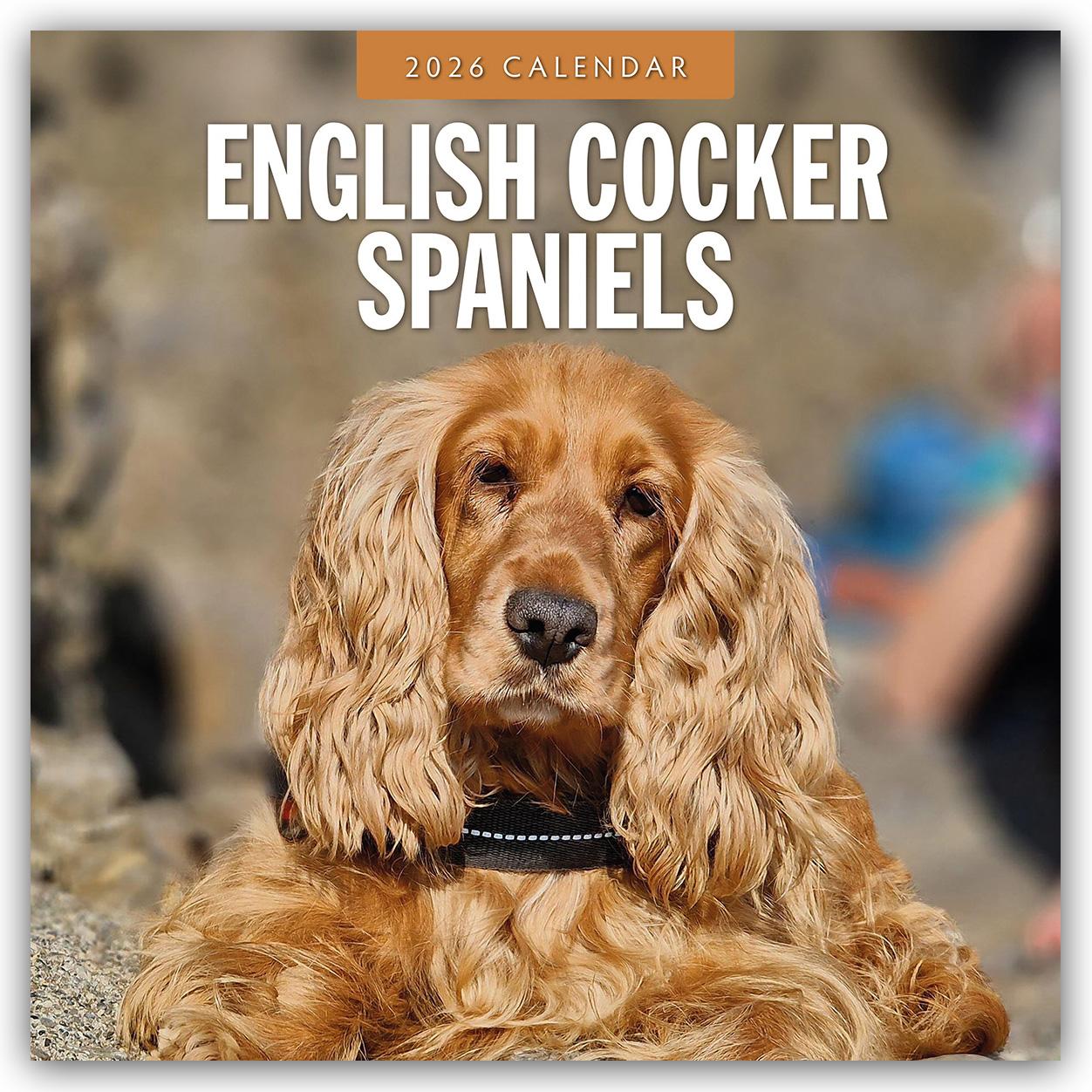 Vorderes Coverbild English Cocker Spaniels 2026 Square Wall Calendar
