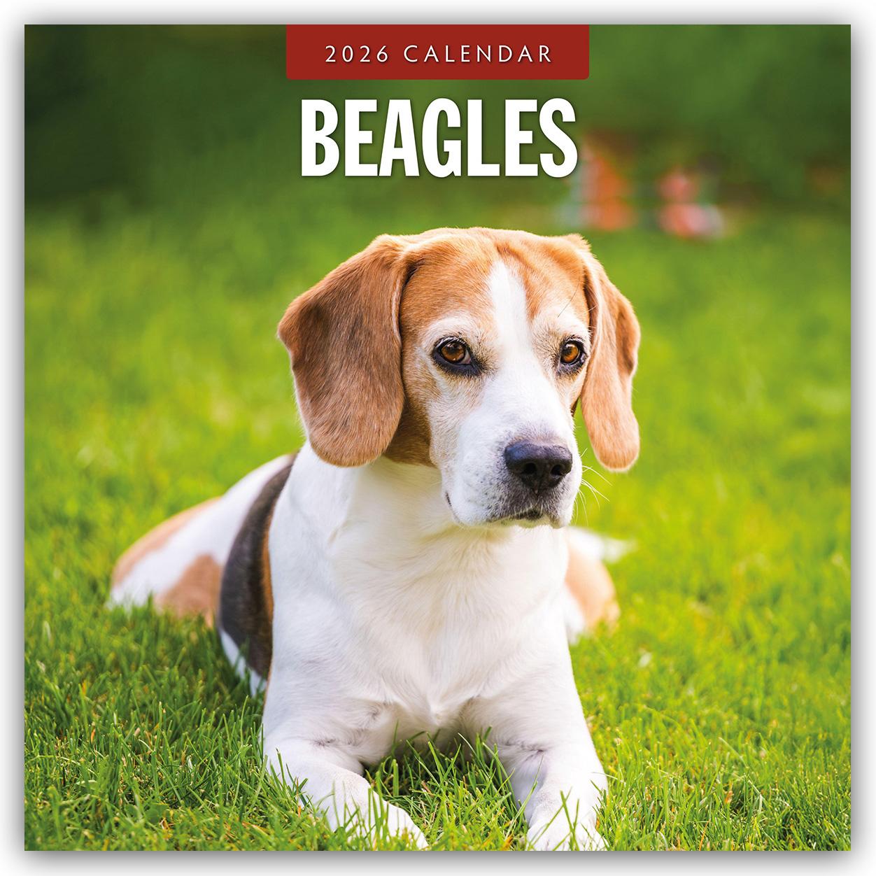 Vorderes Coverbild Beagles 2026 Square Wall Calendar