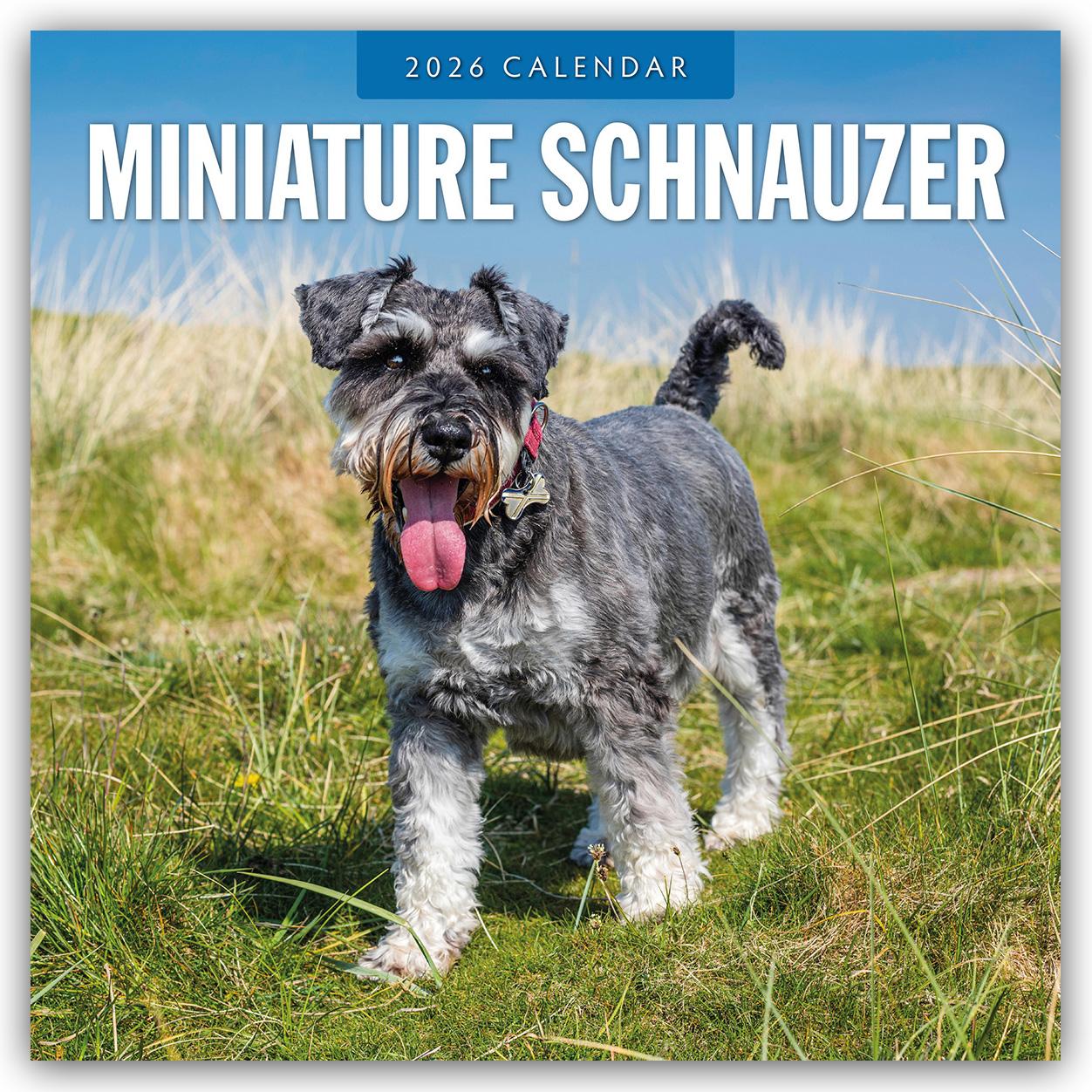 Vorderes Coverbild Miniature Schnauzer  2026 Square Wall Calendar