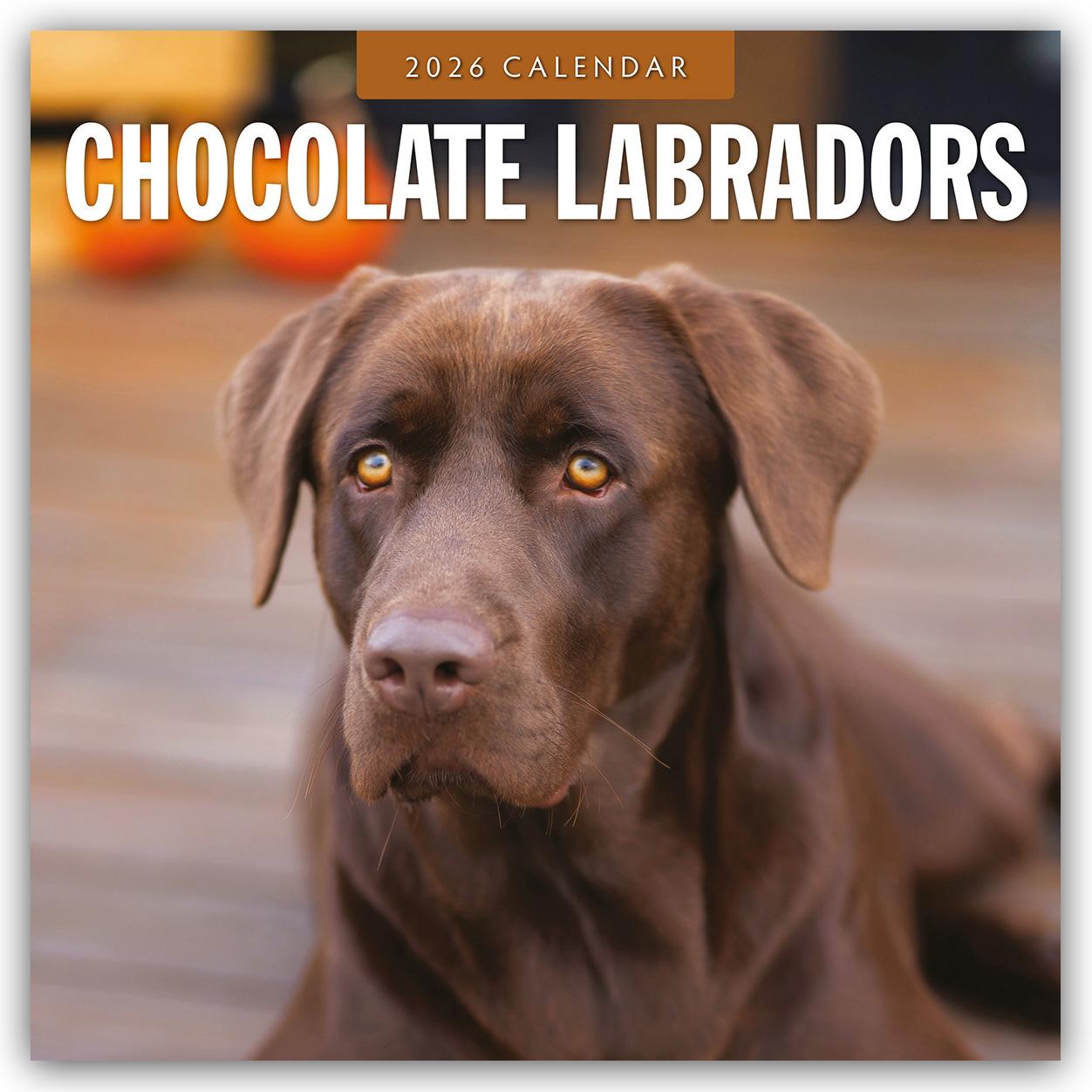 Vorderes Coverbild Chocolate Labrador Retrievers - Schokoladenbraune Labrador Retriever 2026 - 16-Monatskalender