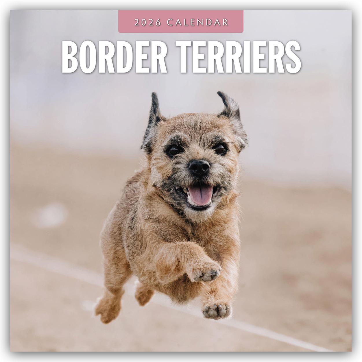 Vorderes Coverbild Border Terriers - Border Terrier 2026 - 16-Monatskalender