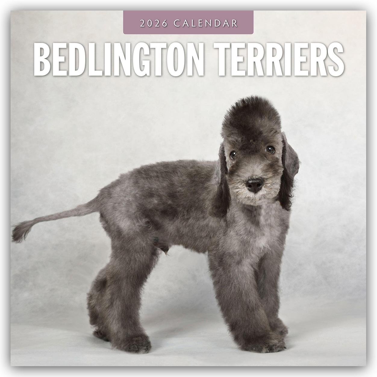 Vorderes Coverbild Bedlington Terrier - Bedlington Terriers 2026 - 16-Monatskalender