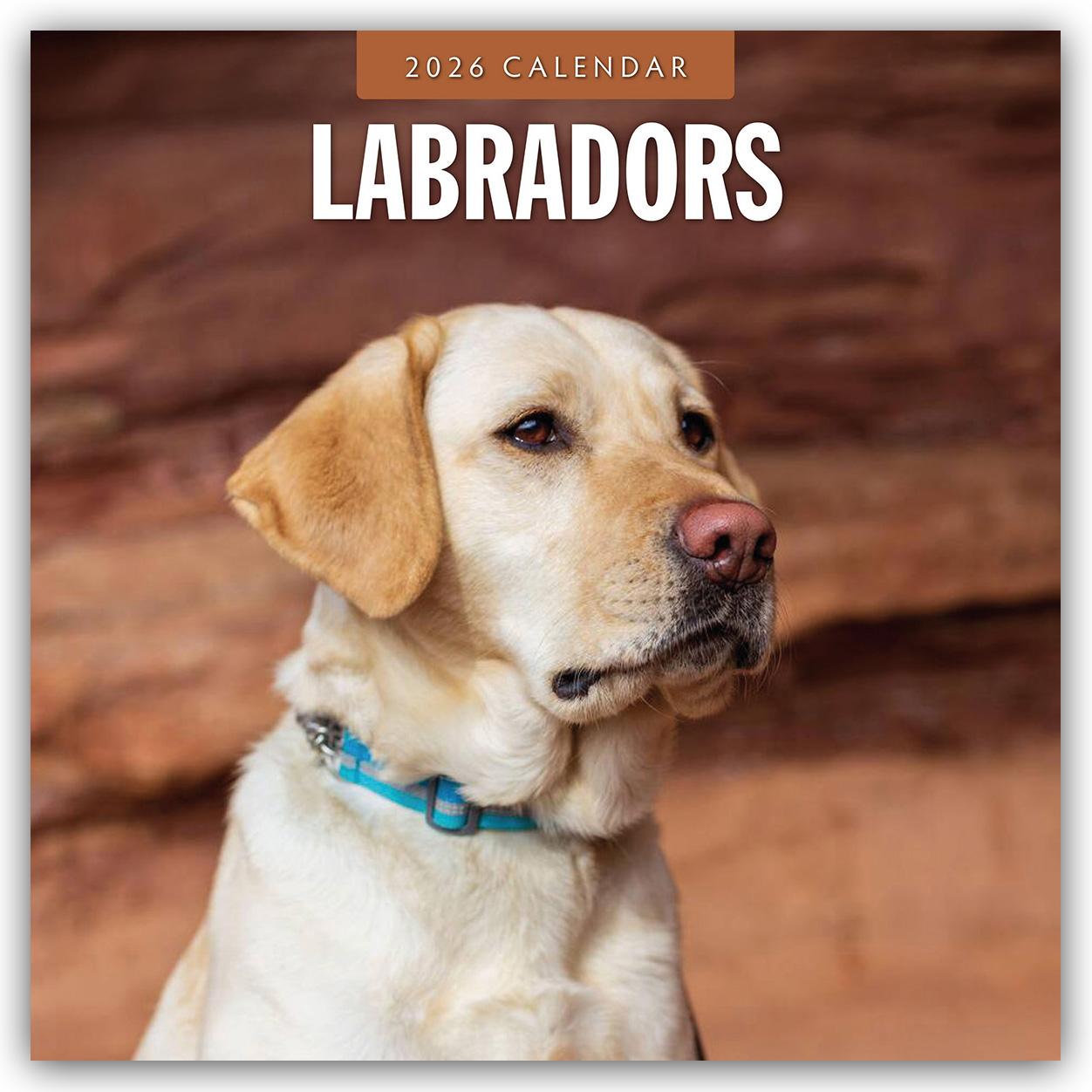 Vorderes Coverbild Labradors - Labradore - Labrador Retriever 2026 - 16-Monatskalender