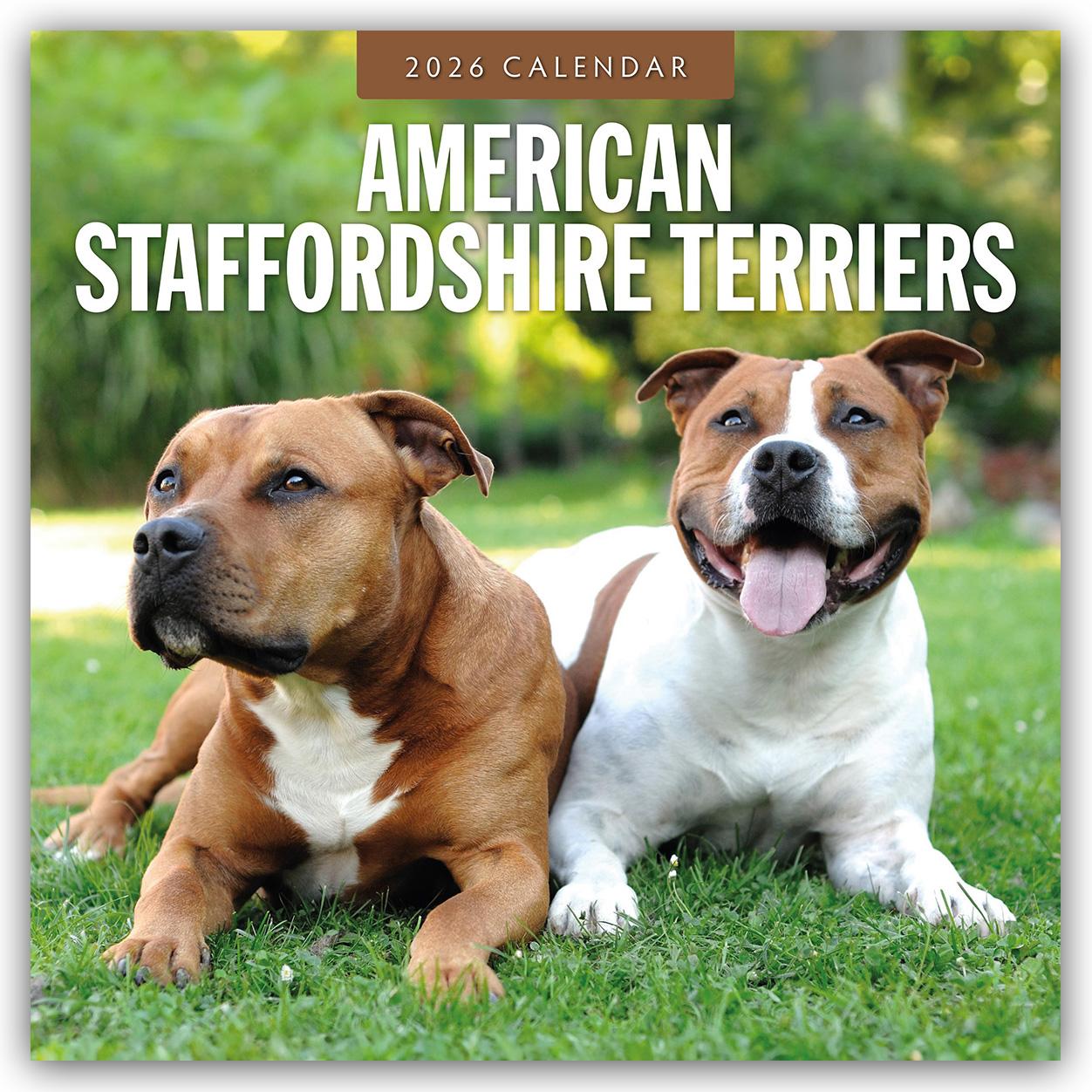 Vorderes Coverbild American Staffordshire Terriers - American Staffordshire Terrier 2026 - 16-Monatskalender