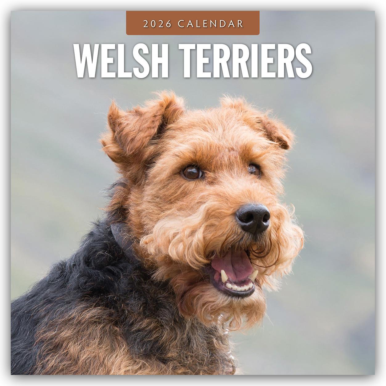 Vorderes Coverbild Welsh Terriers - Welsh Terrier 2026 - 16-Monatskalender