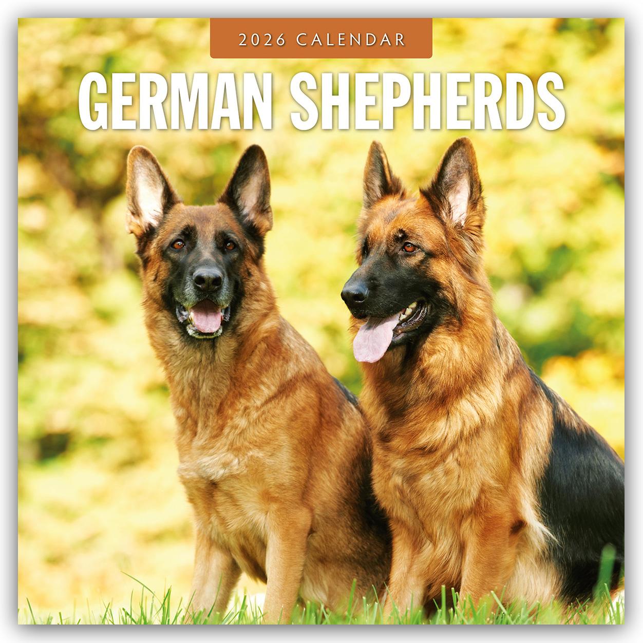 Vorderes Coverbild German Shepherds - Deutscher Schäferhund 2026 - 16-Monatskalender