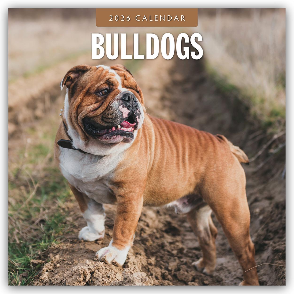 Vorderes Coverbild Bulldogs 2026 Square Wall Calendar