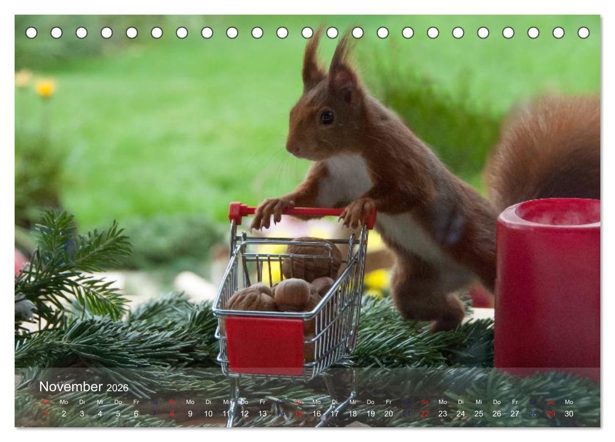 Beispielinhalt (Bild) Spaß mit Eichhörnchen! (Tischkalender 2026 DIN A5 quer), CALVENDO Monatskalender