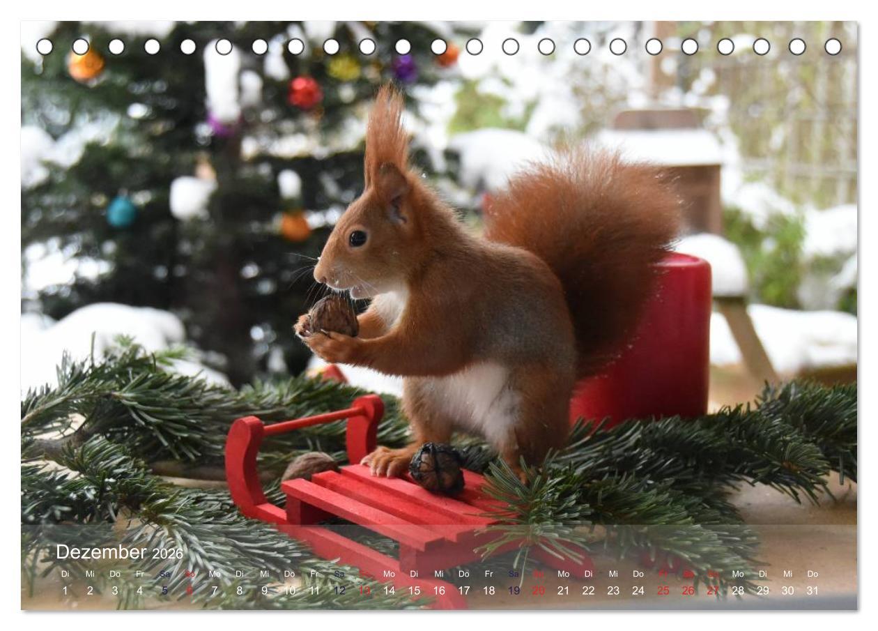 Beispielinhalt (Bild) Spaß mit Eichhörnchen! (Tischkalender 2026 DIN A5 quer), CALVENDO Monatskalender