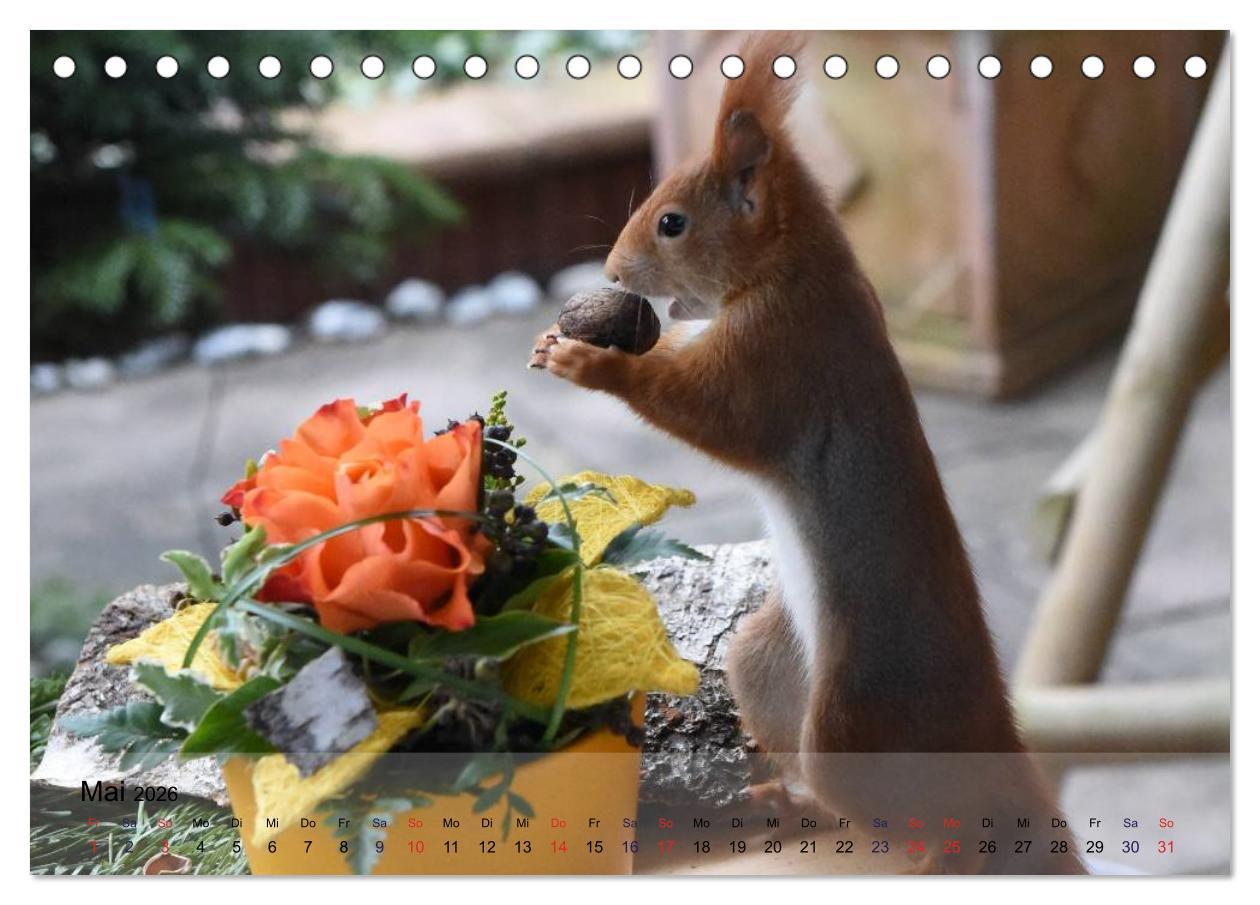 Beispielinhalt (Bild) Spaß mit Eichhörnchen! (Tischkalender 2026 DIN A5 quer), CALVENDO Monatskalender