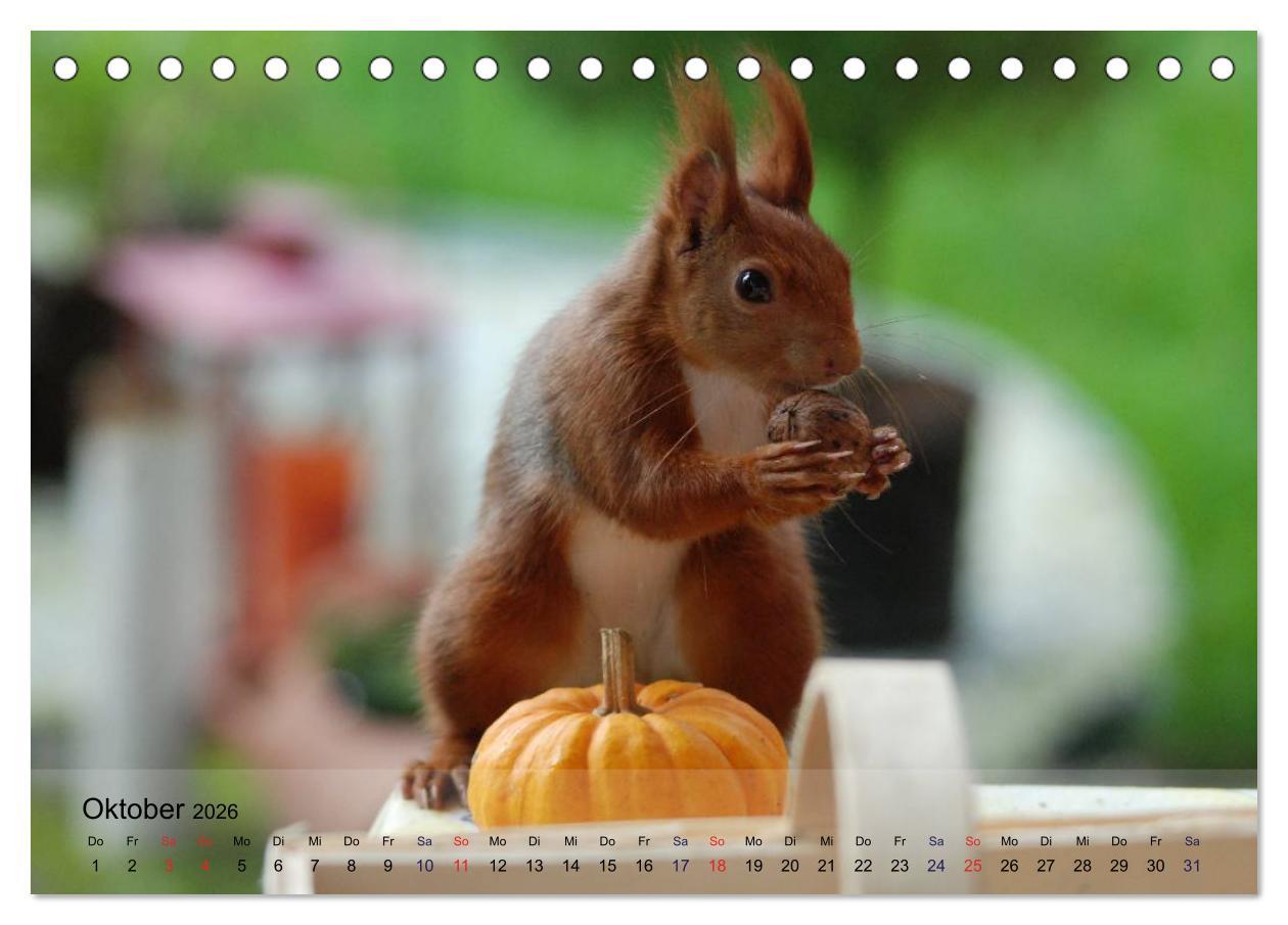Beispielinhalt (Bild) Spaß mit Eichhörnchen! (Tischkalender 2026 DIN A5 quer), CALVENDO Monatskalender