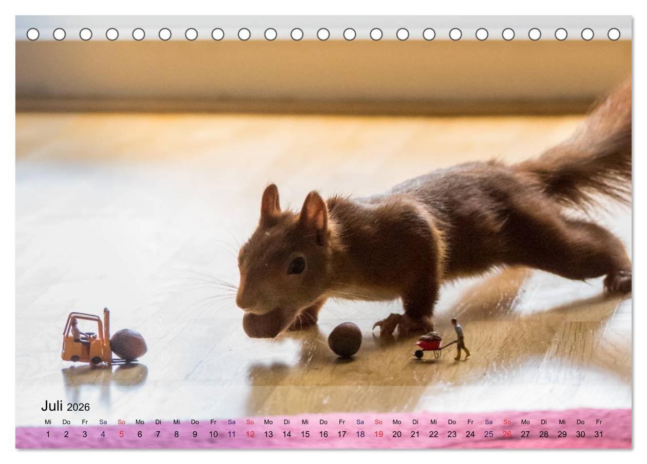 Beispielinhalt (Bild) Spaß mit Eichhörnchen! (Tischkalender 2026 DIN A5 quer), CALVENDO Monatskalender