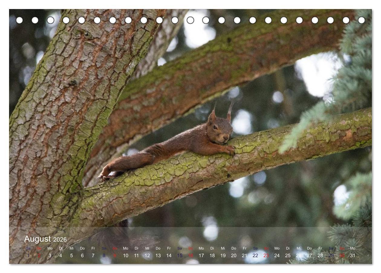 Beispielinhalt (Bild) Spaß mit Eichhörnchen! (Tischkalender 2026 DIN A5 quer), CALVENDO Monatskalender