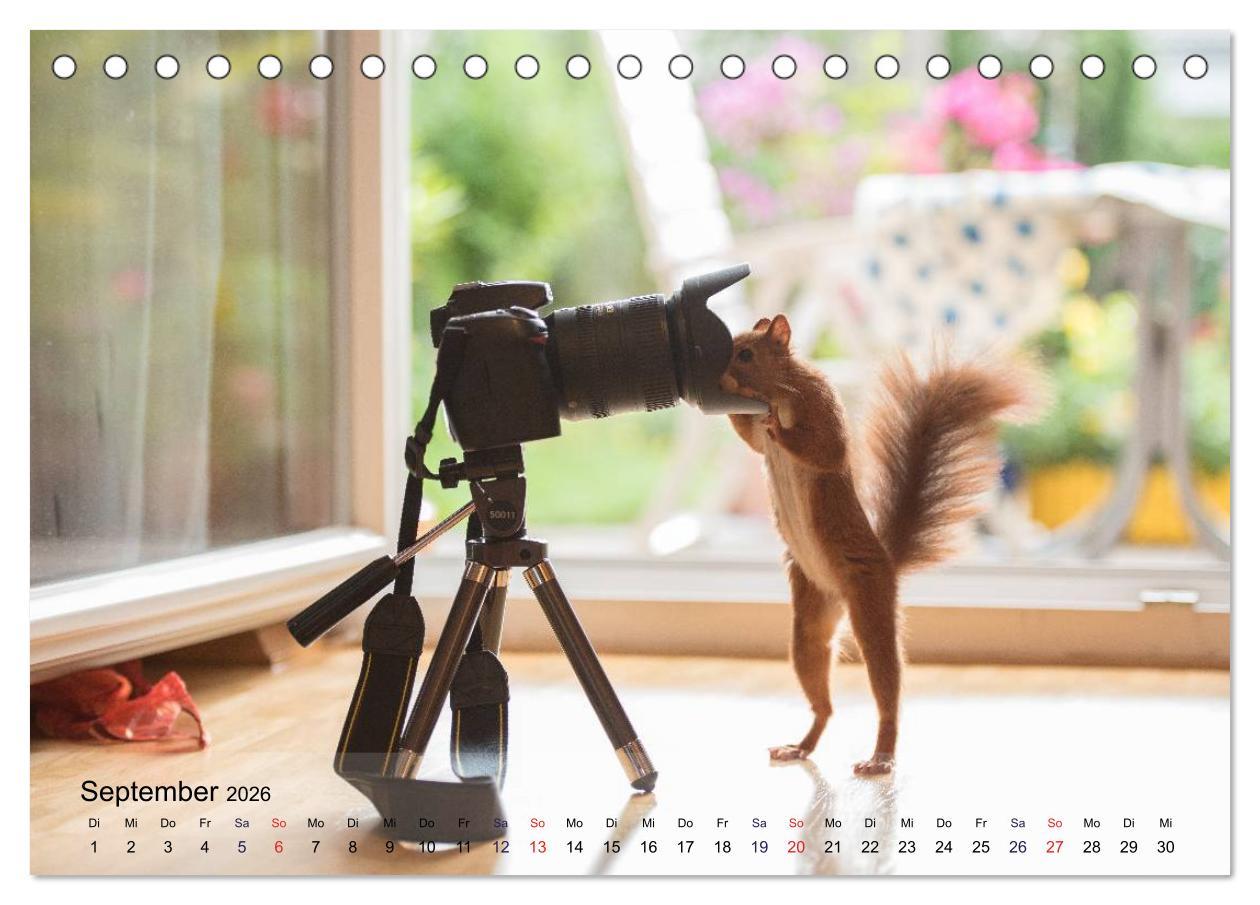 Beispielinhalt (Bild) Spaß mit Eichhörnchen! (Tischkalender 2026 DIN A5 quer), CALVENDO Monatskalender