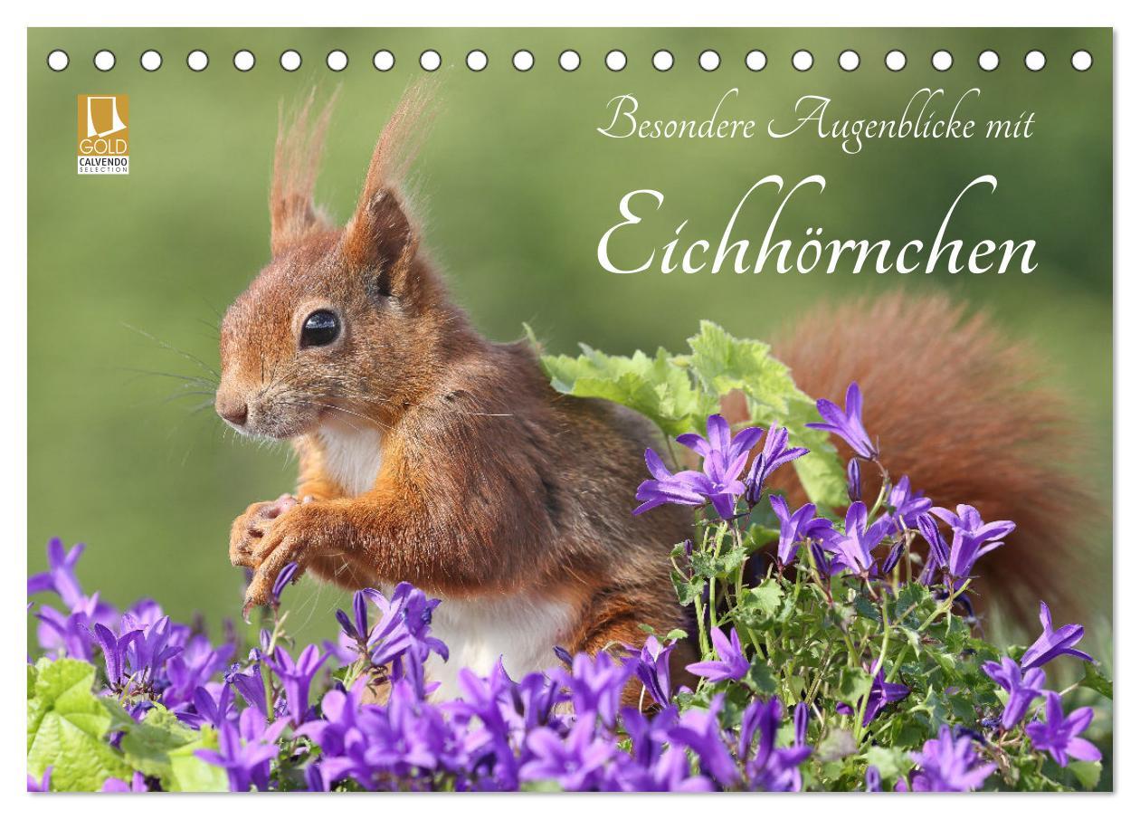 Vorderes Coverbild Besondere Augenblicke mit Eichhörnchen (Tischkalender 2026 DIN A5 quer), CALVENDO Monatskalender