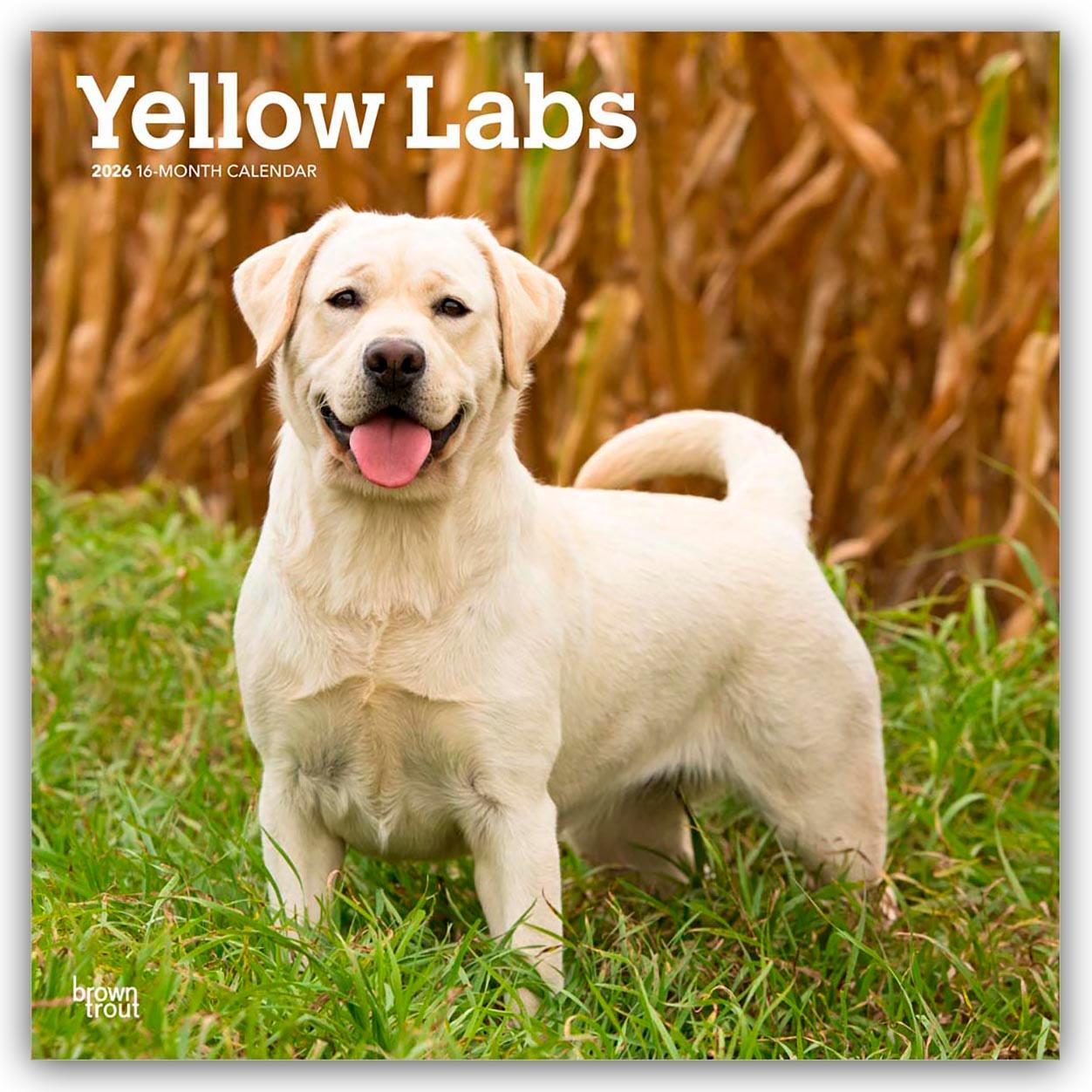 Vorderes Coverbild Yellow Labrador Retriever - Gelber Labrador Retriever 2026 - 16-Monatskalender