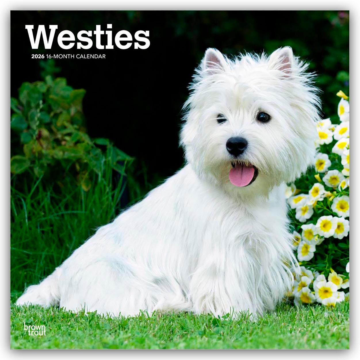 Vorderes Coverbild West Highland White Terriers - Westhighland White Terrier - Westies 2026 - 16-Monatskalender