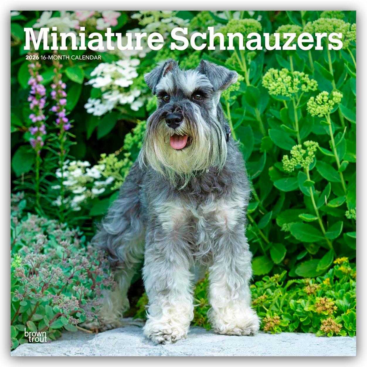 Vorderes Coverbild Miniature Schnauzers - Zwergschnauzer 2026 - 16-Monatskalender
