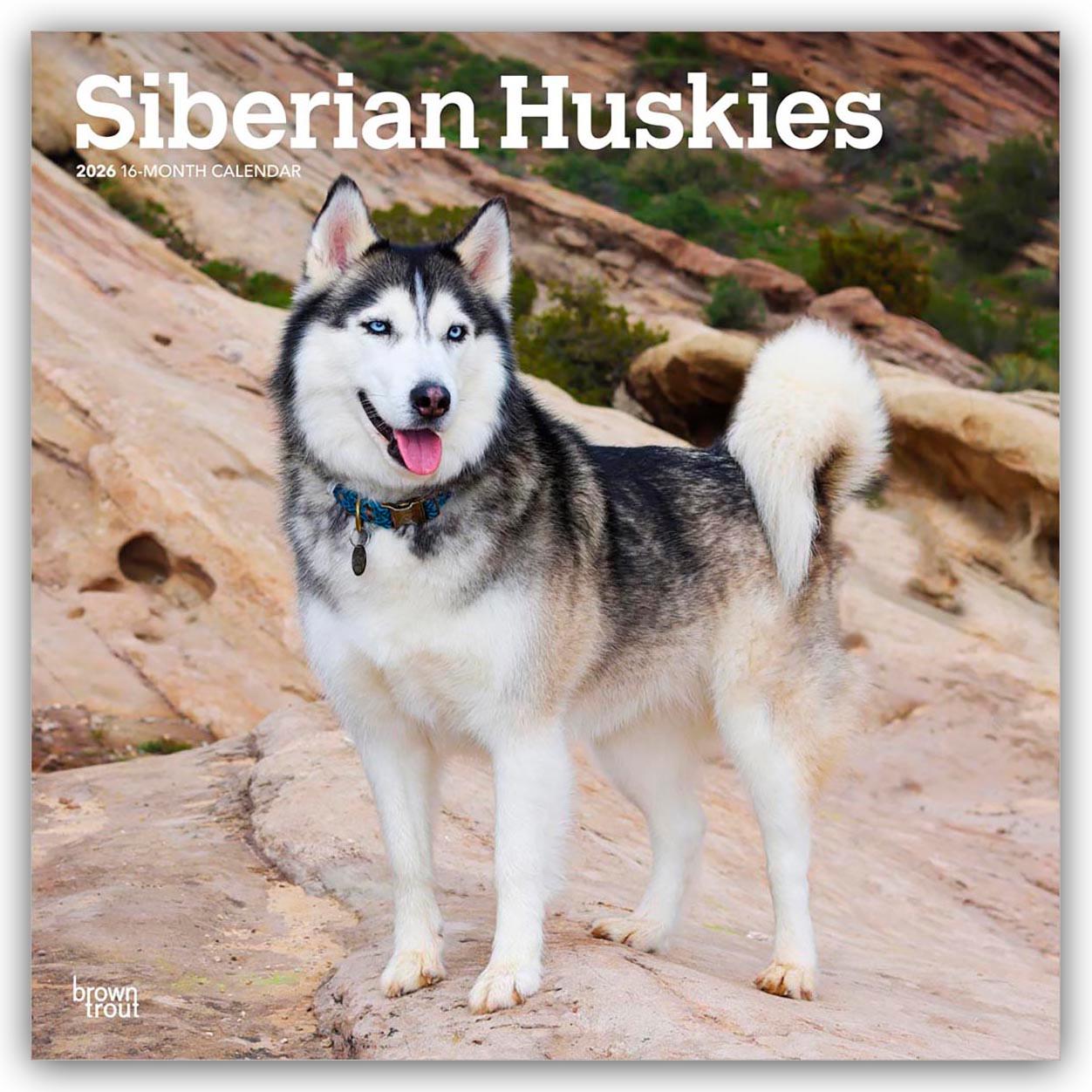 Vorderes Coverbild Siberian Huskies - Siberian Husky 2026 - 16-Monatskalender